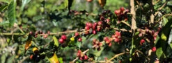 Joe Bean Costa Rica Finca El Mango -Coffee Drink Store CoffeeCherryImageforWLL 1